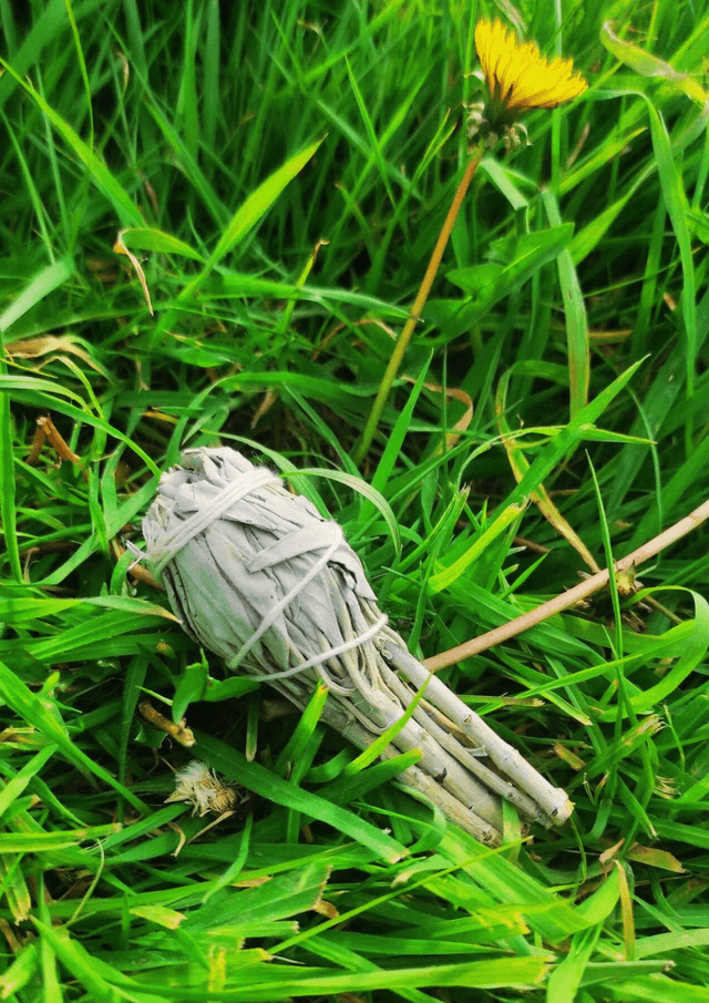 Encens sauge blanche tulipe
