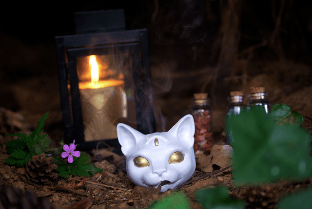 Tête de Chat Blanc « Le troisième regard »